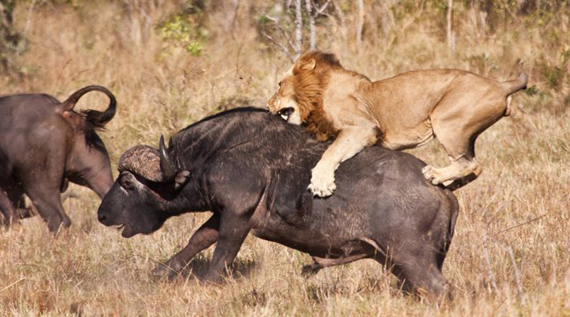 Как дьявол выбирает своих жертв?